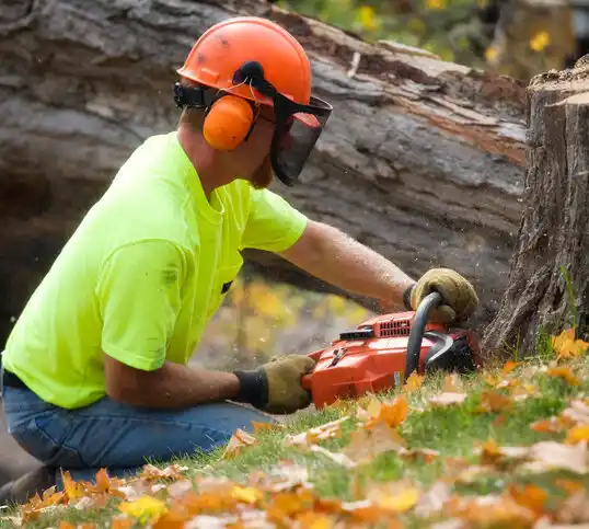 tree services Robbinsdale